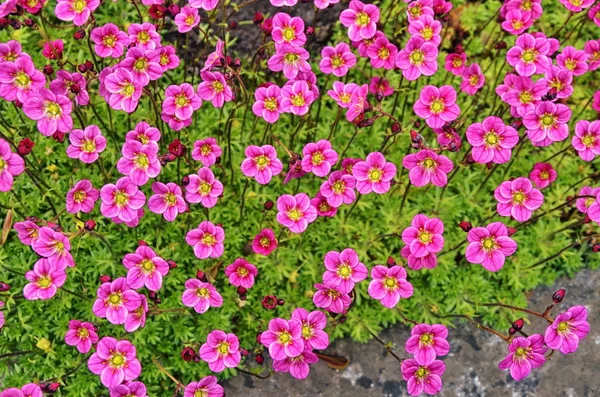 Sono molti fiori rosa . — Foto Stock