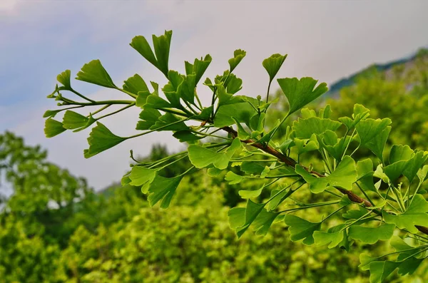 Зеленая ветвь гинкго . — стоковое фото