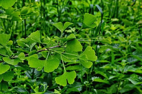 Branche verte d'un ginkgo . — Photo