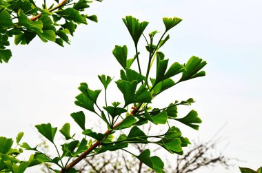 Bir ginkgo yeşil dalı.