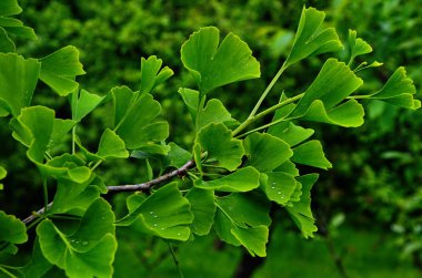 Bir ginkgo yeşil dalı.