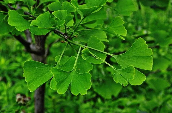 Bir ginkgo yeşil dalı.