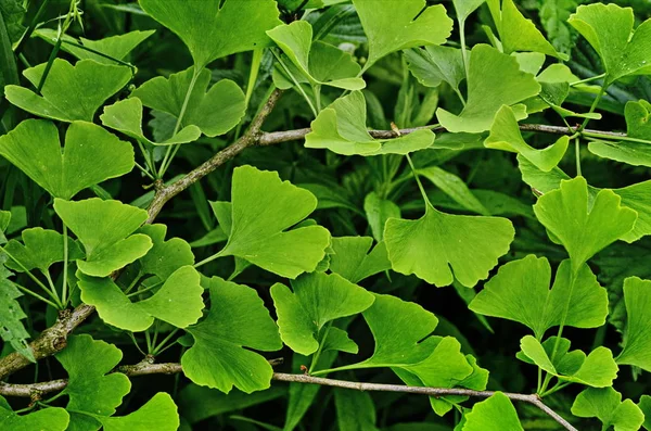 Groene tak van een ginkgo. — Stockfoto