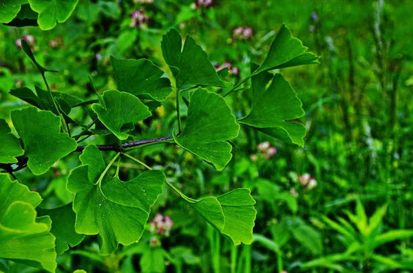 Ramo verde di un ginkgo . — Foto Stock