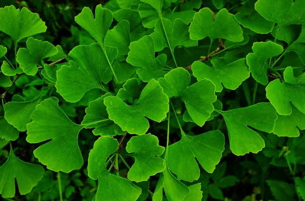 Grüner Zweig eines Ginkgos. — Stockfoto