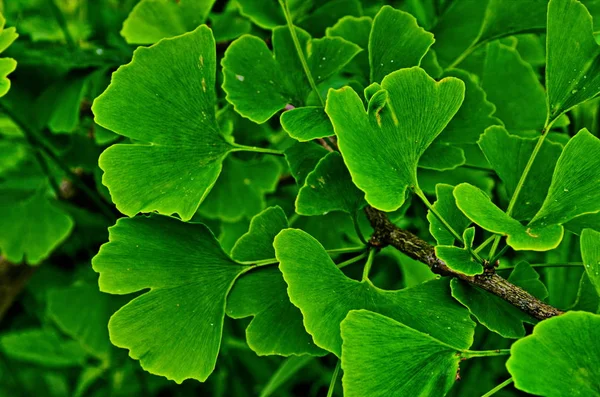 Grüner Zweig eines Ginkgos. — Stockfoto
