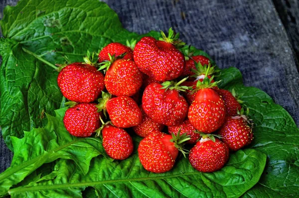 Erdbeere Walderdbeergarten reif und süß — Stockfoto