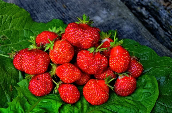 Erdbeere Walderdbeergarten reif und süß — Stockfoto