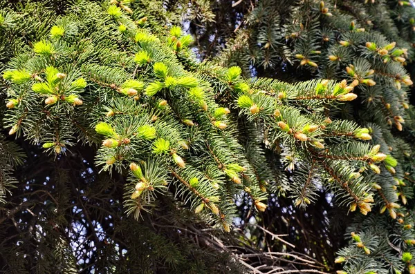 Les jeunes branches ont été mangées au printemps . — Photo