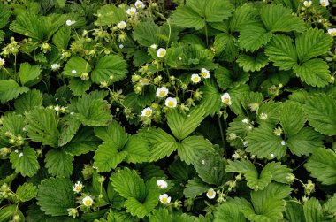 Çilek eşit rütbeler tarafından bir plantasyon üzerine dikilir.