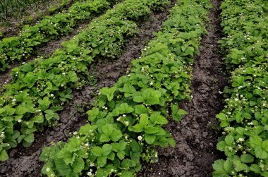 Çilek eşit rütbeler tarafından bir plantasyon üzerine dikilir.