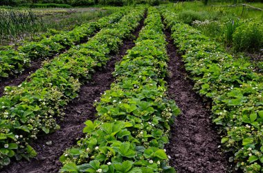 Çilek eşit rütbeler tarafından bir plantasyon üzerine dikilir.