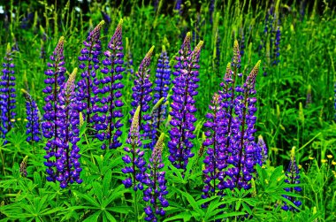 Multi-colored lupine close up.**