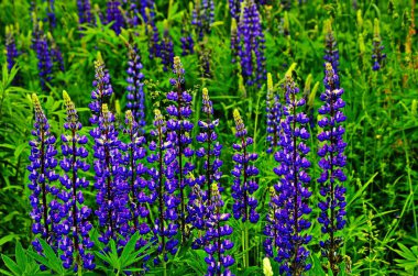 Multi-colored lupine close up.**