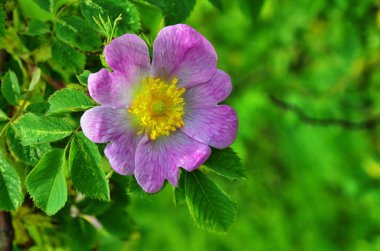 Köpek gül bitki yakın çevre.