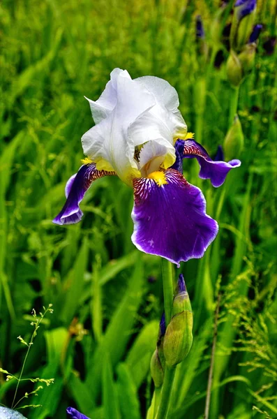 Flores graciosas de íris — Fotografia de Stock