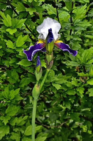 Flores agraciadas de iris — Foto de Stock