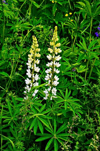 Multi-colored lupine close up.** — 스톡 사진