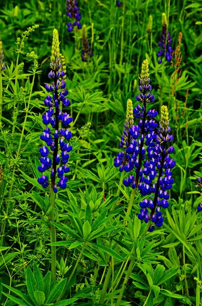Multi-colored lupine close up.** — 스톡 사진