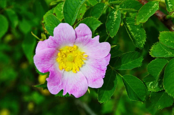 Pianta di rosa canina da vicino nell'ambiente . — Foto Stock