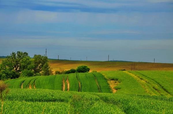 Поле озимой пшеницы летом . — стоковое фото
