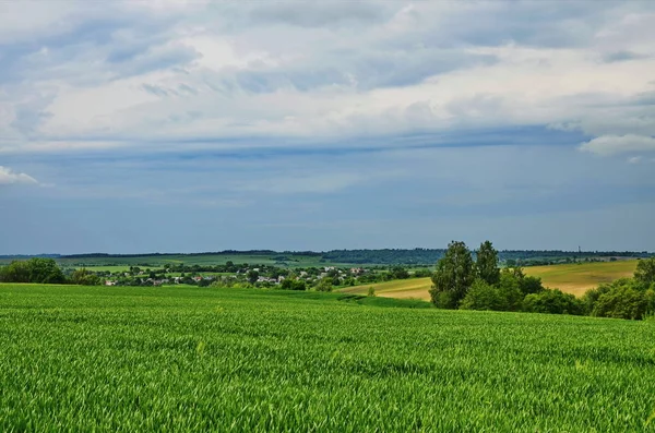 El campo del trigo invernal en verano . — Foto de Stock