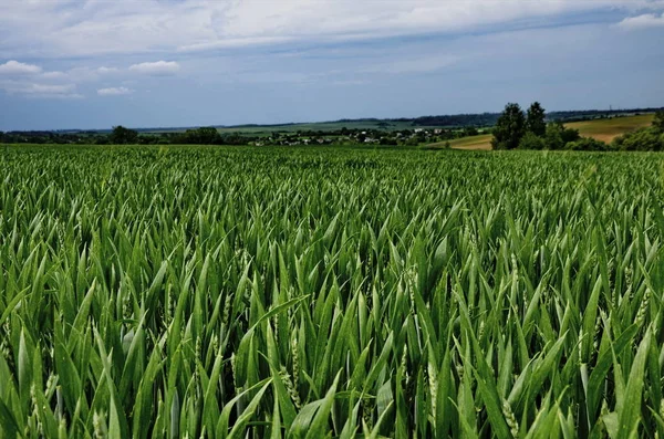 Поле озимой пшеницы летом . — стоковое фото