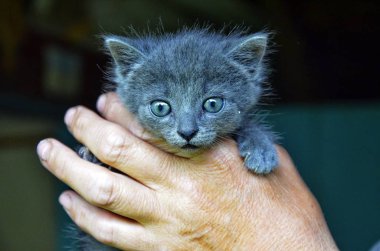 Kişinin elinde küçük kedi yavrusu.