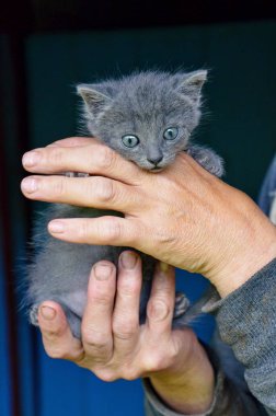 Kişinin elinde küçük kedi yavrusu.