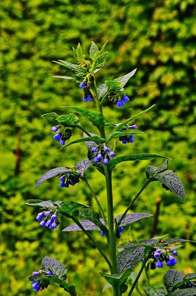 Lékařská rostlina Comfrey — Stock fotografie