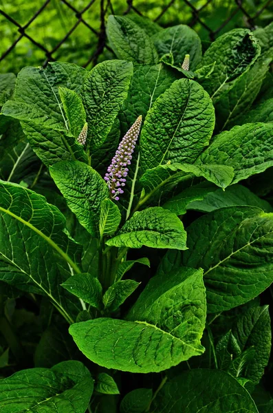 Phytovarnish americká jedovatá bylina. — Stock fotografie