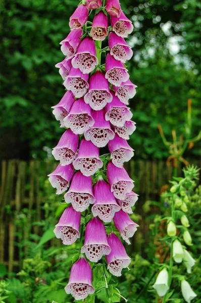 White and pink flowers of a foxglove.