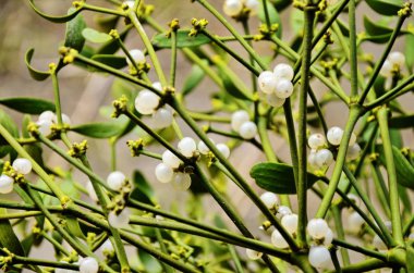Ağaçların ökseotu paraziti.