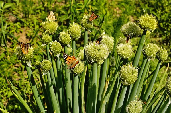 Mariposa abigarrada sobre plantas bulbosas . — Foto de Stock