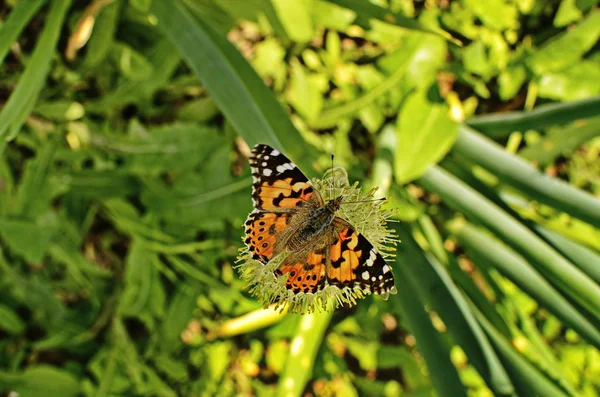 Mariposa abigarrada sobre plantas bulbosas . —  Fotos de Stock