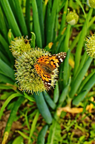 Motley butterfly on bulbous plants. — Stock Photo, Image