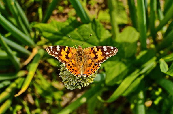 球根植物のモトリー蝶. — ストック写真