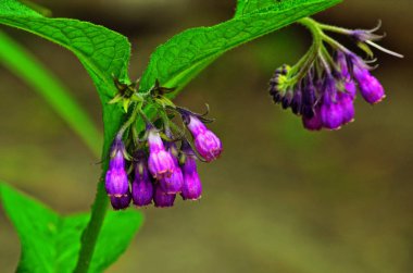 Comfrey Medikal fabrikası