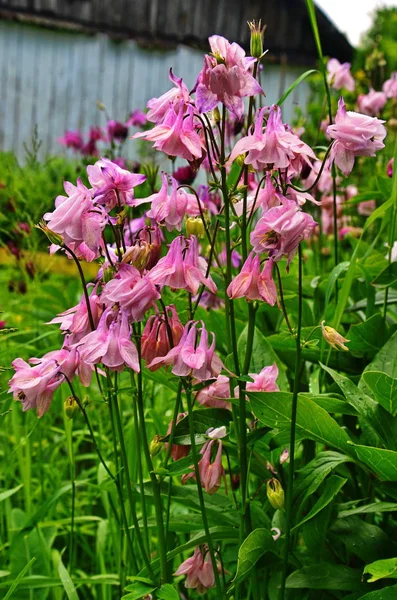 Belas flores de um reservatório fecham . — Fotografia de Stock