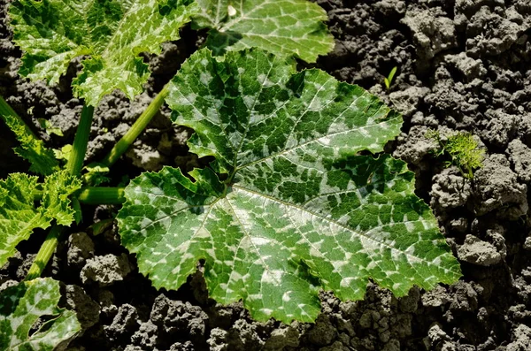 Topraktaki sebze iliğinin genç bitkisi. Bitkinin başlangıcında sebze iliği, güzel radikal yapraklardan oluşan bir soket oluşturur.. — Stok fotoğraf