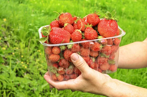 Fragola in un vassoio di plastica . — Foto Stock