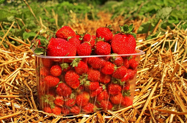 Fragola in un vassoio di plastica . — Foto Stock