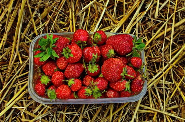 Fragola in un vassoio di plastica . — Foto Stock