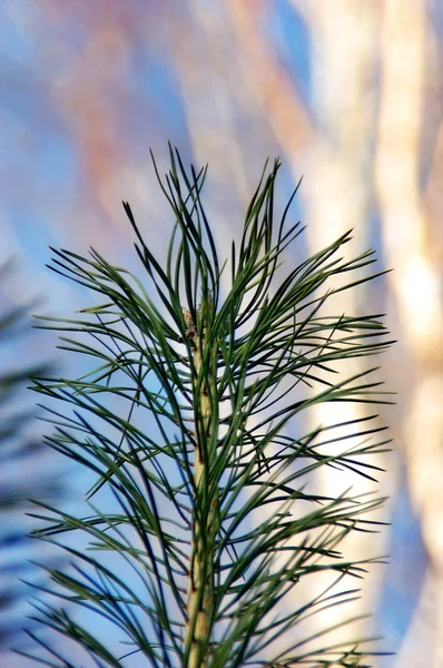 Pine gren på nära håll — Stockfoto