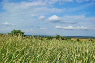 mavi gökyüzünün arka planına karşı çavdar