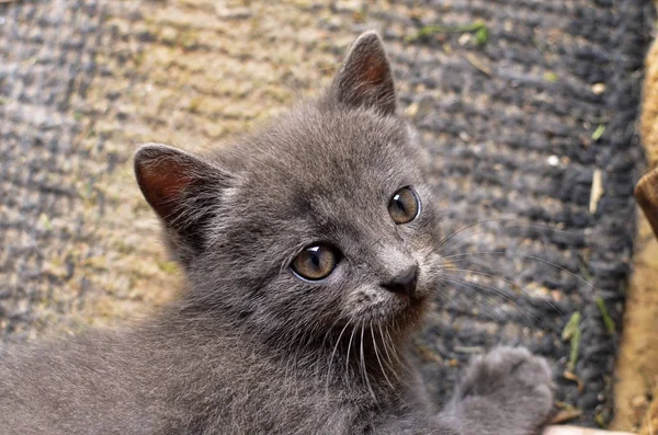 Little gray kitten. — Stock Photo, Image