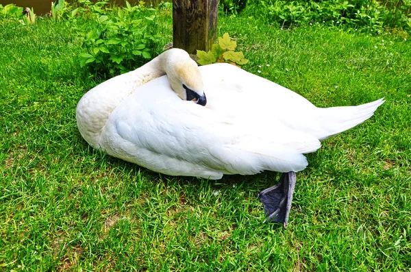 De grote witte zwaan ligt op een gras in de buurt van water. — Stockfoto