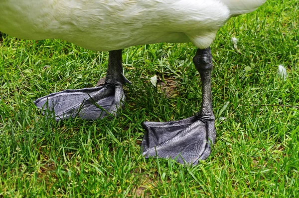 O grande cisne branco está em uma grama perto da água . — Fotografia de Stock