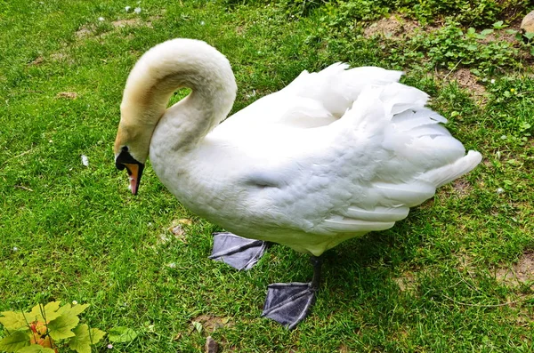 O grande cisne branco está em uma grama perto da água . — Fotografia de Stock