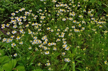 Papatya ilaç çok yararlı bitki.